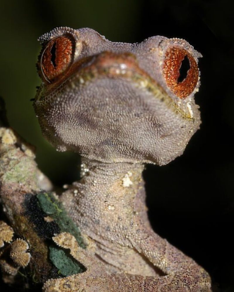 Madagaskars dyreliv
