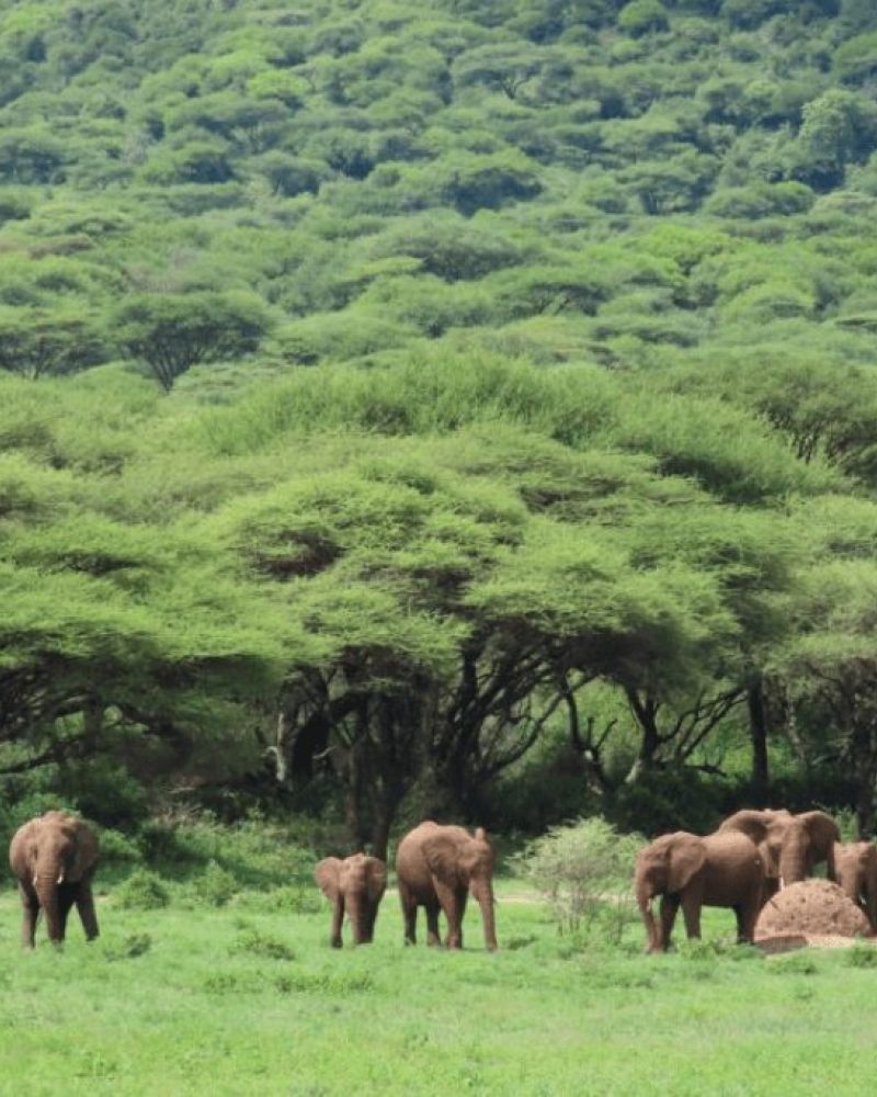 Hvornår er det bedste tidspunkt at besøge Ngorongoro krateret?