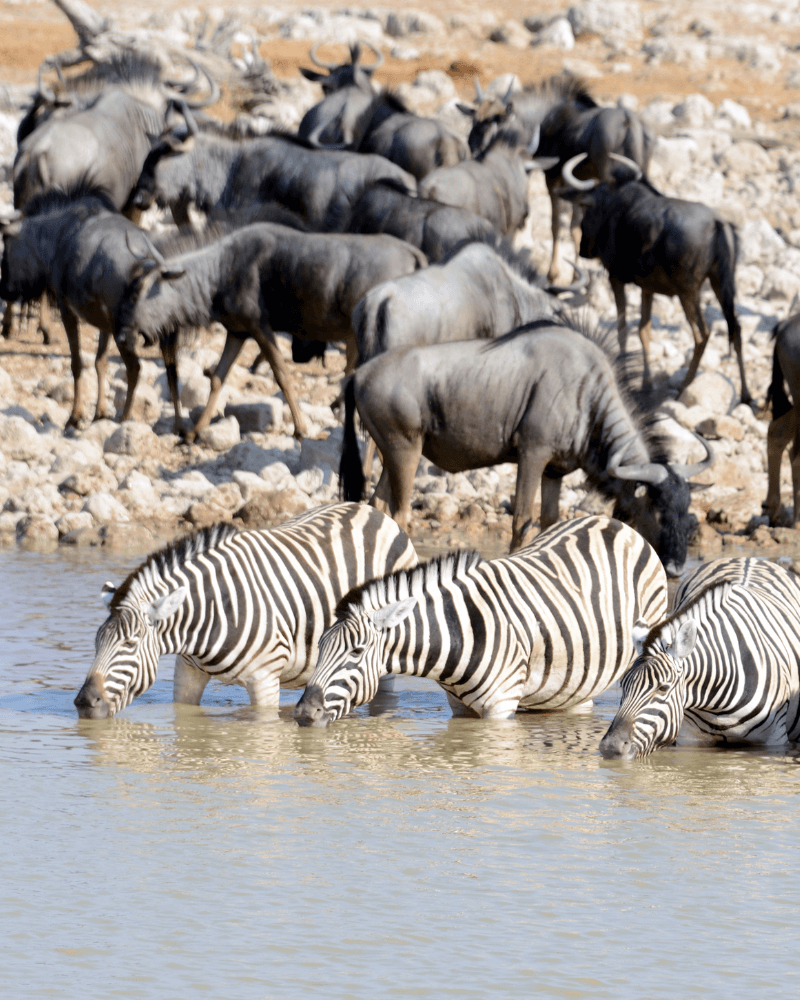 Rejser til Namibia