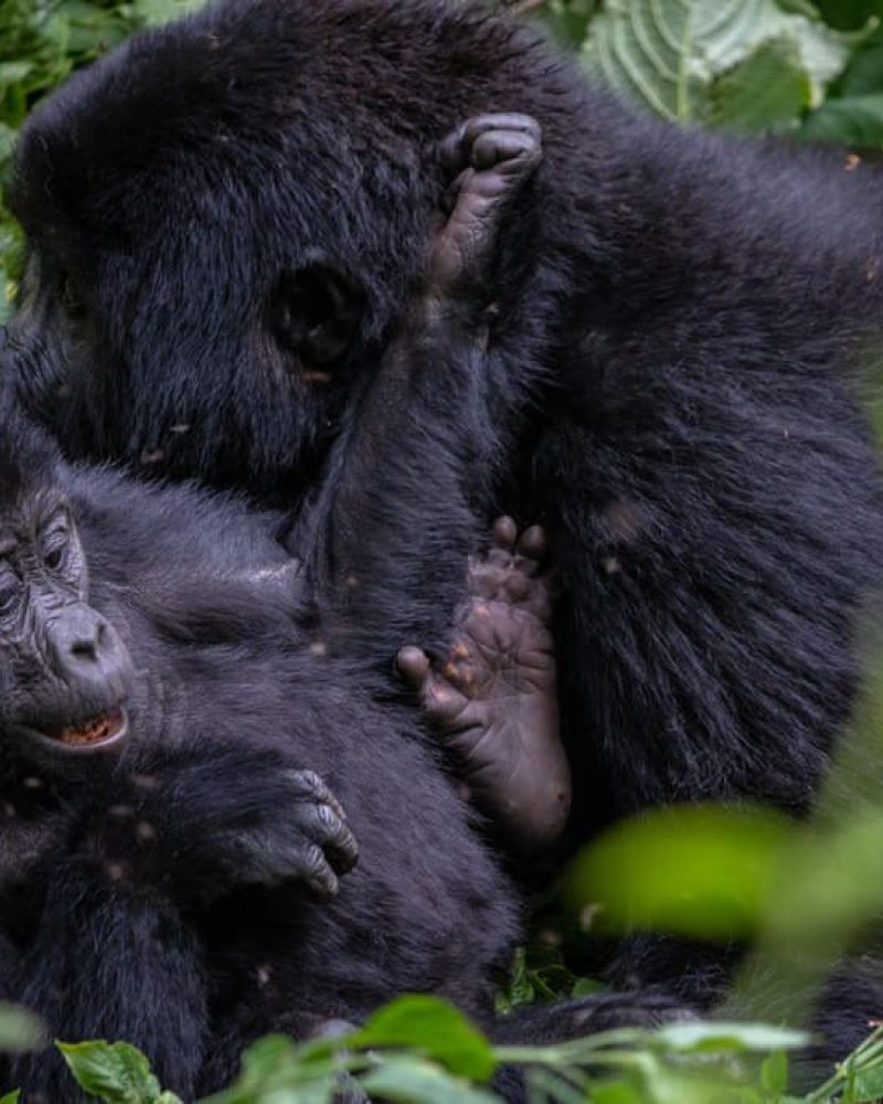 Rwandas nye baby gorillaer: Kwinta Izina 2020