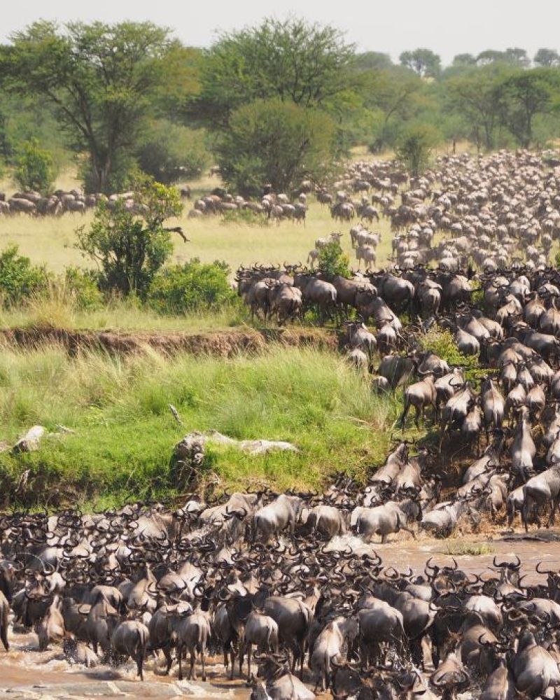 Safari i Kenya eller Tanzania? Læs guiden her