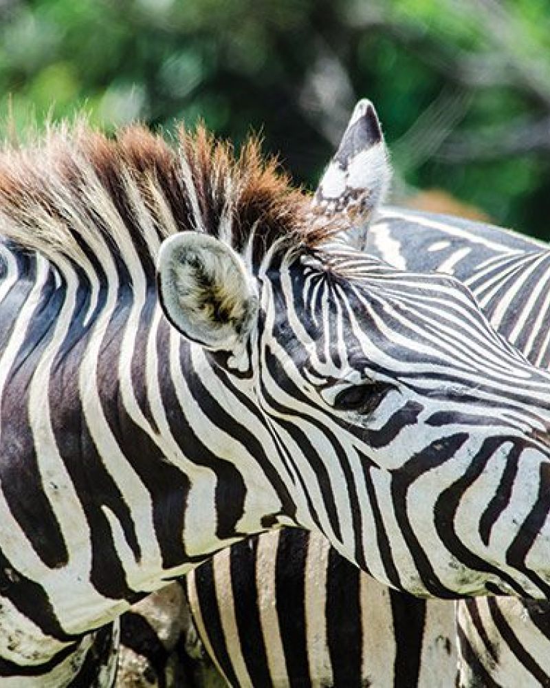 Zebraen – alt hvad du bør vide om Afrikas stribede hest