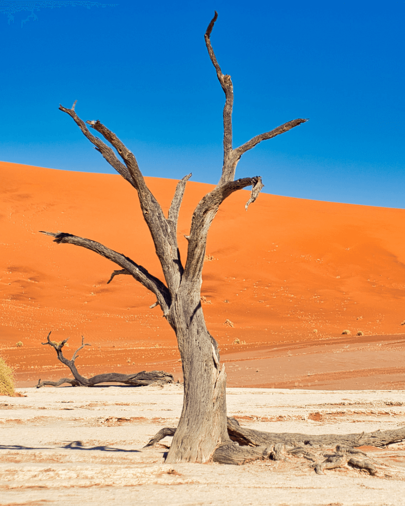 Rejser til Namibia