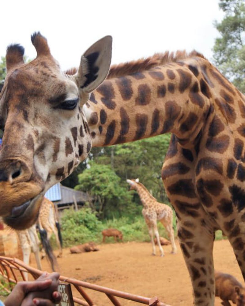 20 facts om den afrikanske giraf