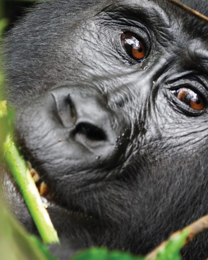 Oplev bjerggorillaer tæt på i Uganda og Rwanda