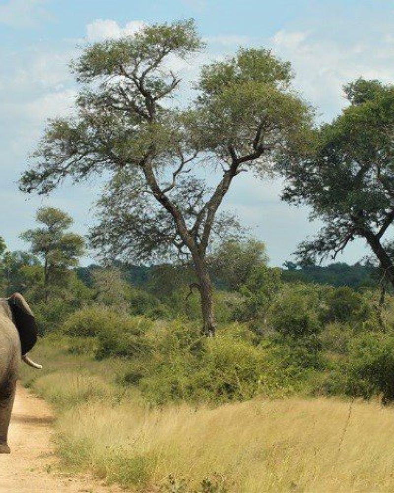 Kan man tage børn med på safari i Sydafrika