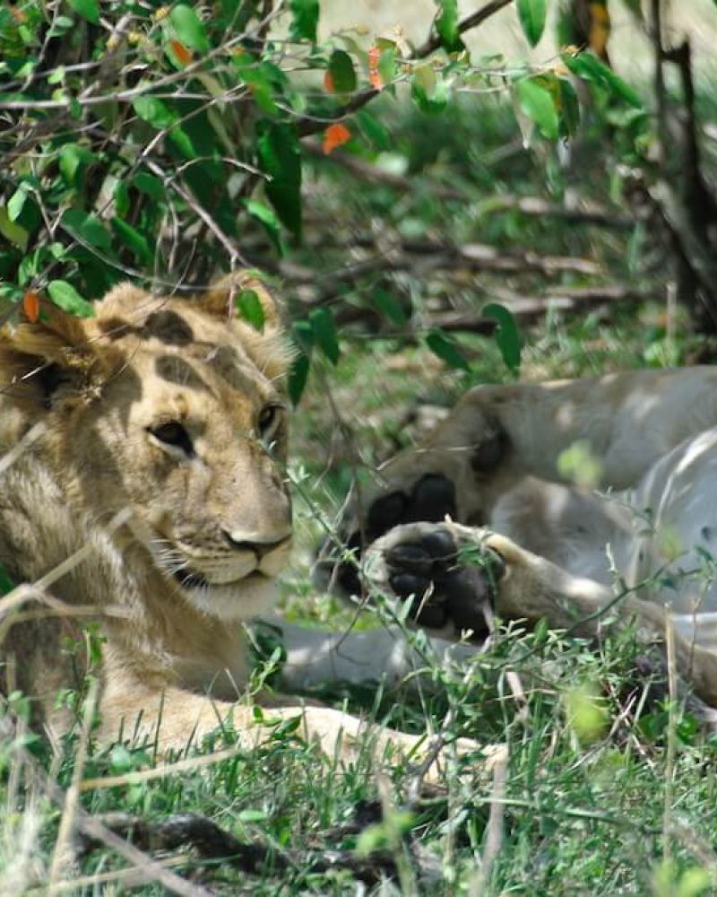 9 ting du IKKE skal gøre på en safari