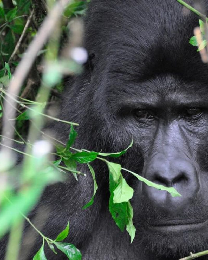 10 spørgsmål og svar til gorillatrekking i Uganda