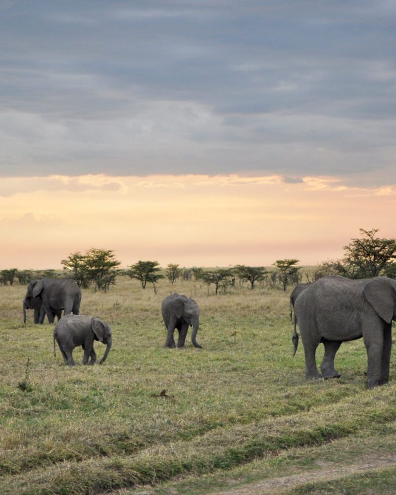15 facts om afrikanske elefanter