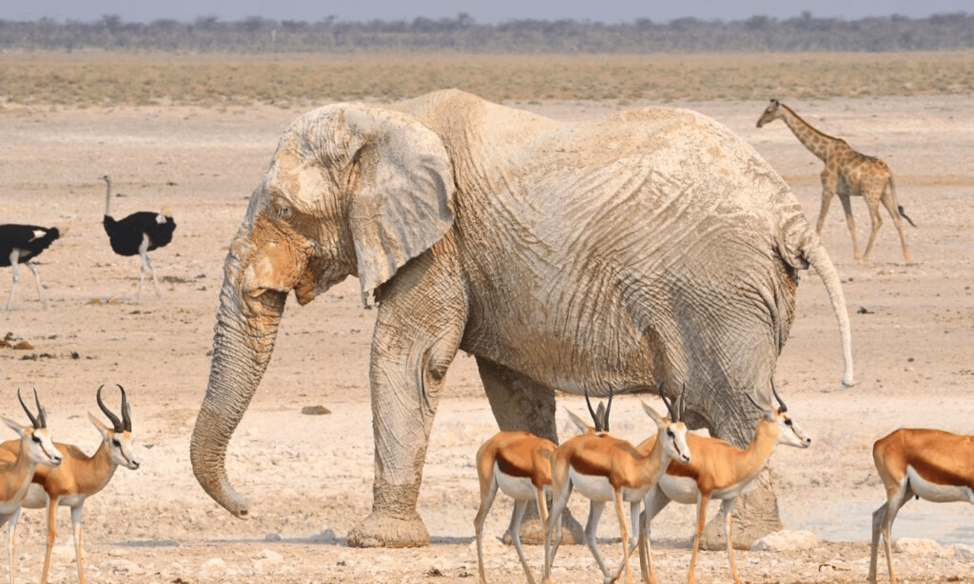 Rejser til Namibia