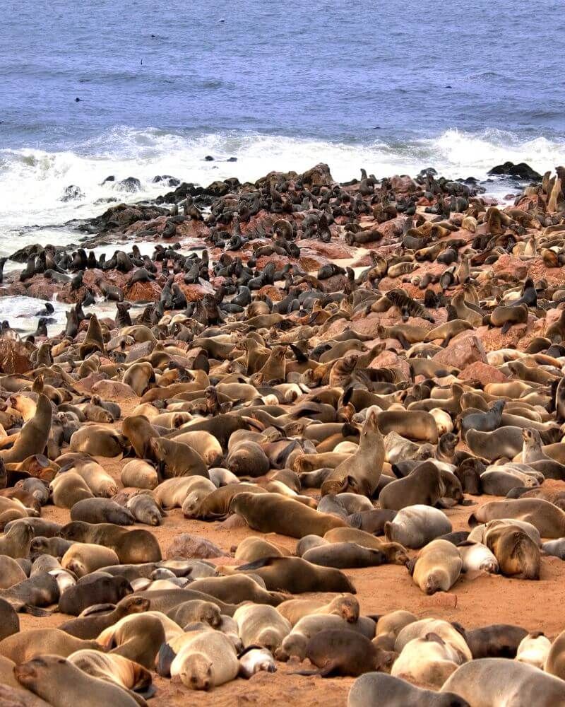 Rejser til Namibia