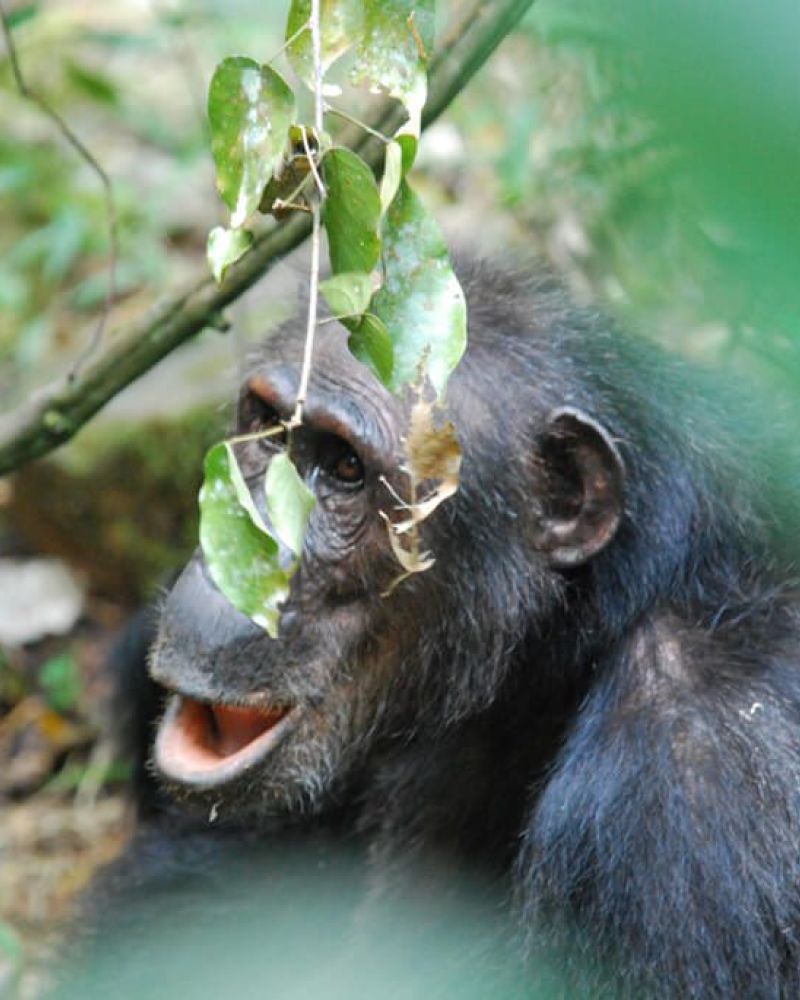 Chimpansetrekking i Afrika