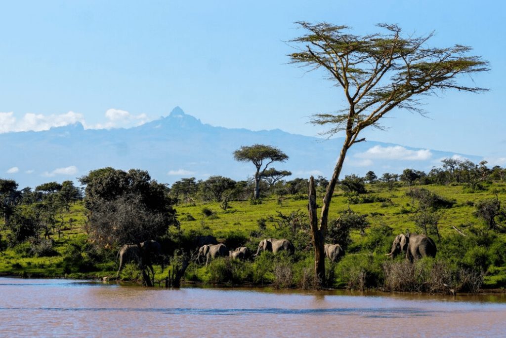 Safari i Kenya eller Tanzania