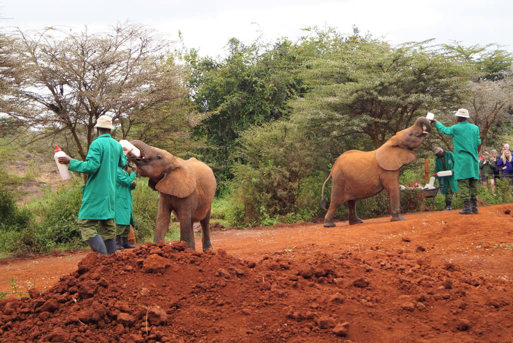 Elefantbørnehjem, Nairobi, Kenya