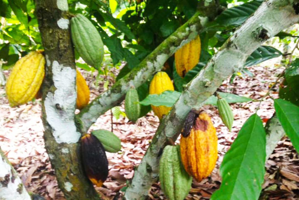 Elfenbenskysten_frugter