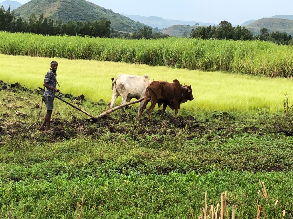 Landbrug fra Etiopien