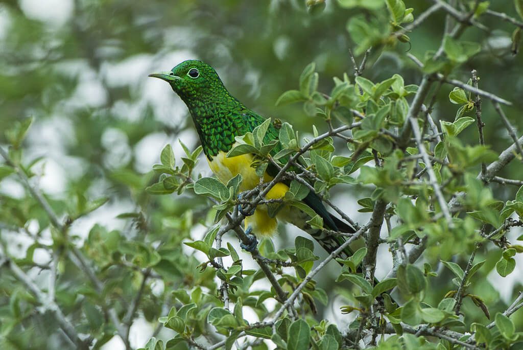 Kilimanjaro, fugl, Emerald cuckoo