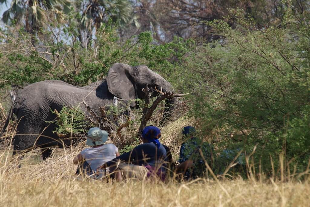 Richi-Botswana-safari-elefant-1024x685