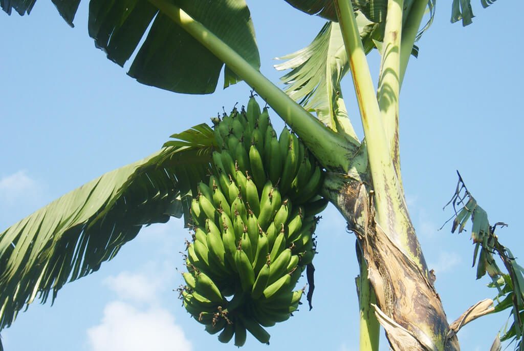 bananer-uganda