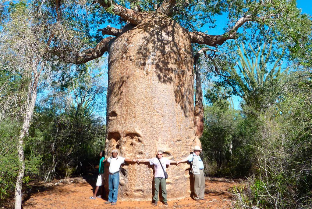 Baobabtræ på Madagaskar
