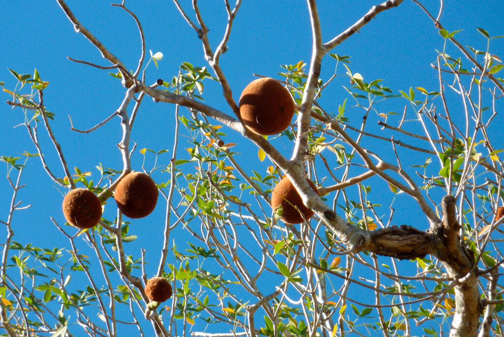Frugt fra Baobabtræ