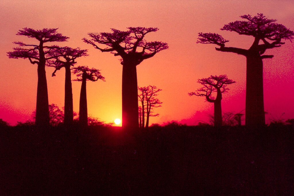 Baobab solnedgang