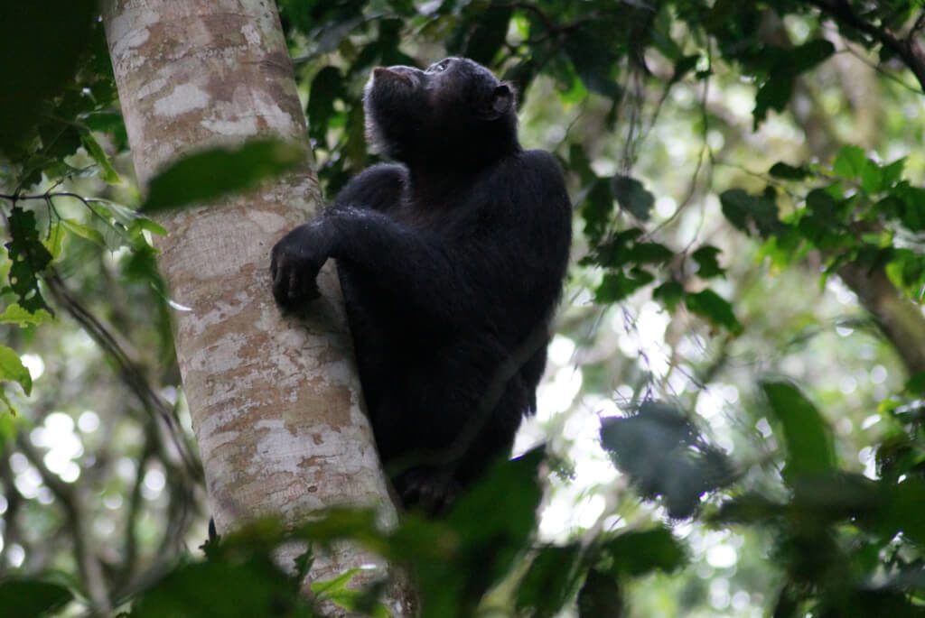 chimpanse-uganda