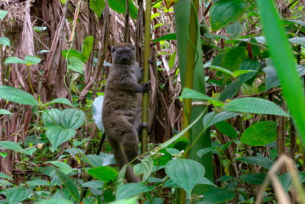 Eastern Lesser Bamboo lemur