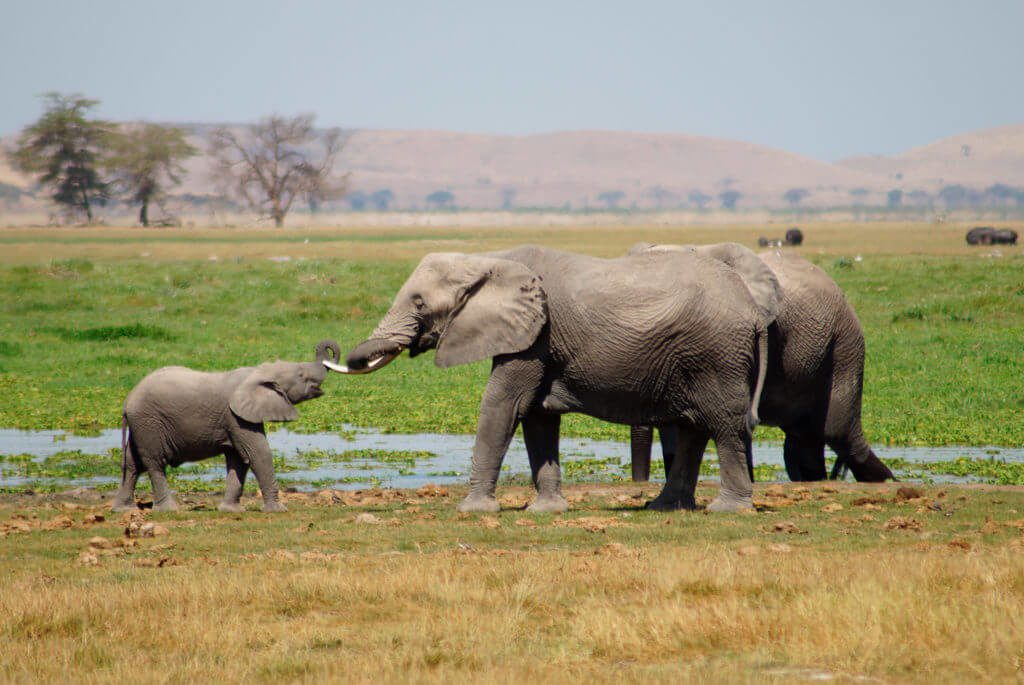 Elefantfamilie, safari