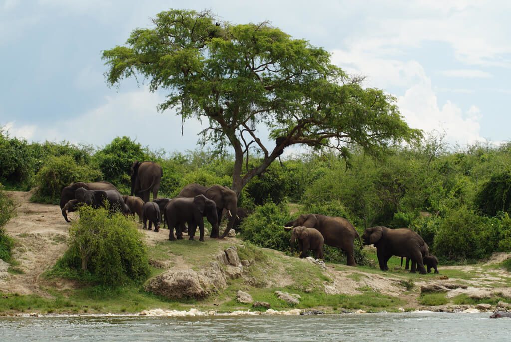 elefanter-dyr-uganda-kazinga