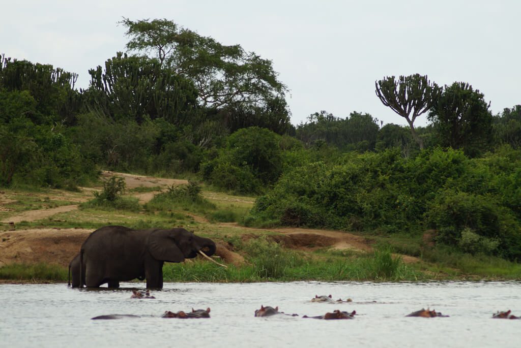 Elefant, Flodheste, Kazinga, Uganda
