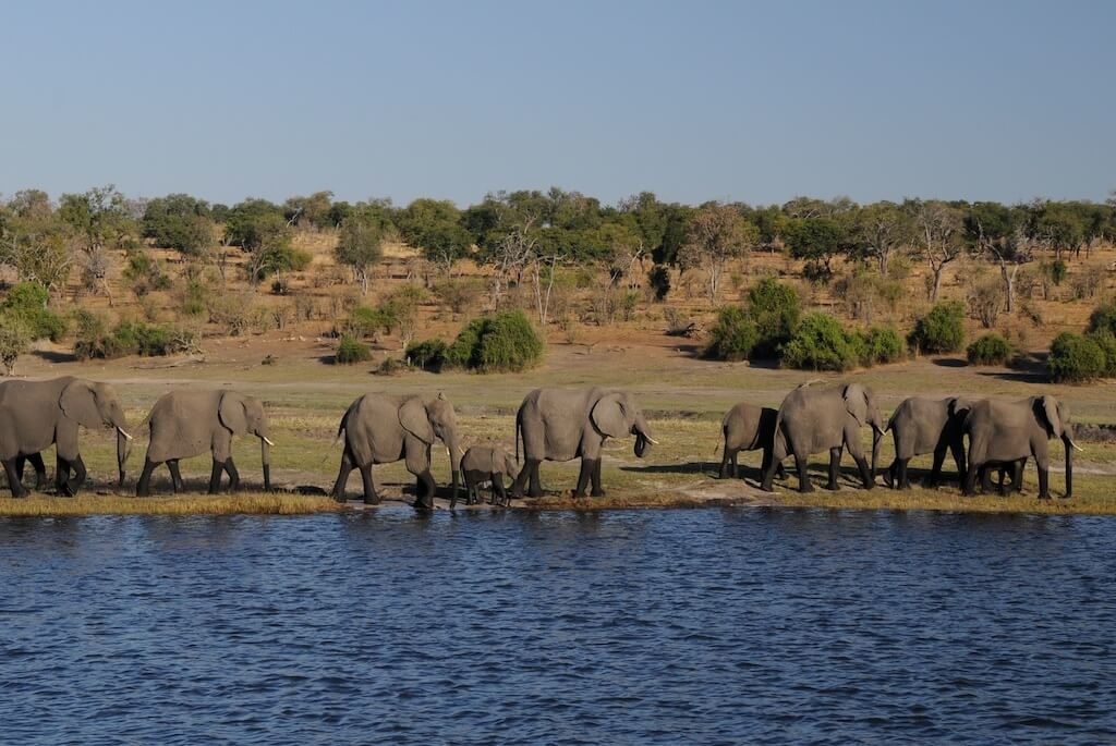 elefanter-botswana-vandhul-jumpstory-1024x685-7