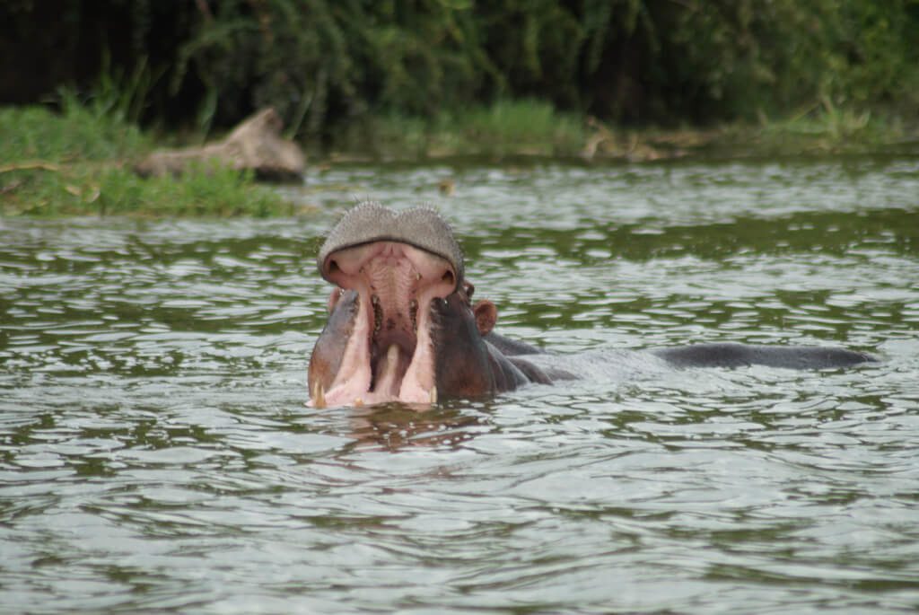 Flodhest, Nilen, Uganda