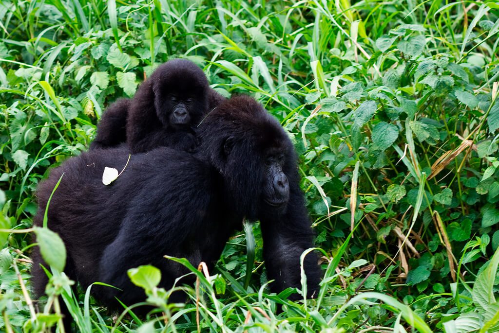 Gorillaer i Afrika, ugana, rwanda, bwindi