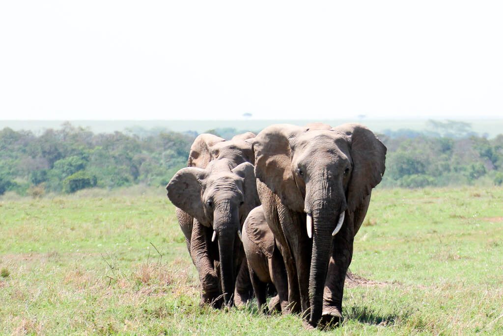 Elefanter, Kenya, Safari