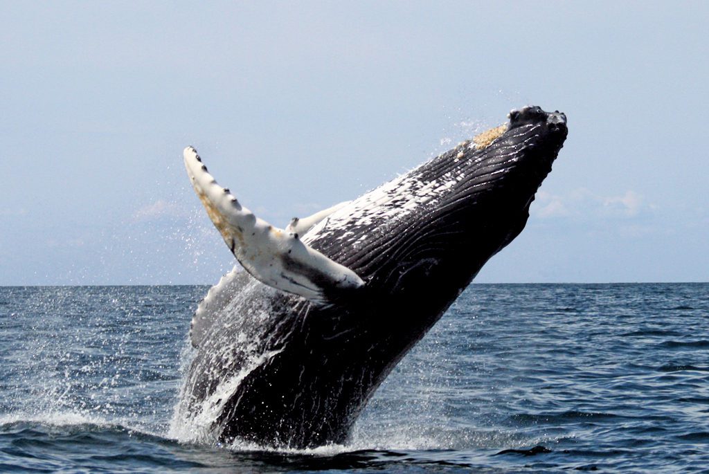 Humpback hval