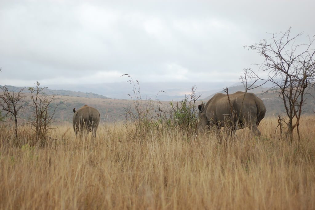 ithala game reserve-sydafrika-næsehorn-2-landskab-safari-flickr