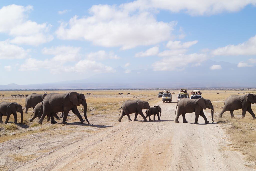 kenya-safari-savanne-elefanter-biler-vej-line-1024x685