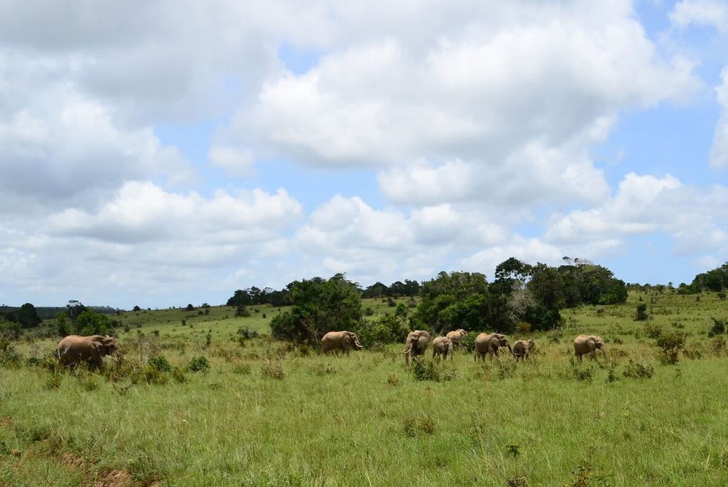 kenya.mombasa-elefanter-shimba-hills
