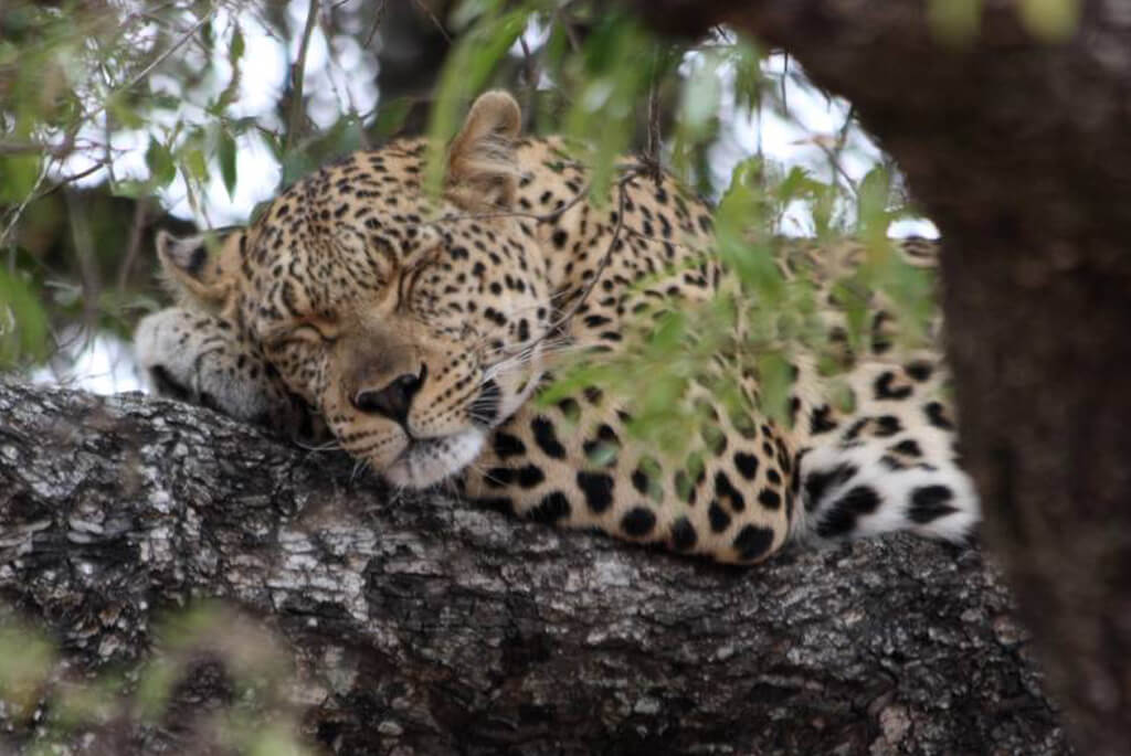 kruger-nationalpark-sydafrika-leopard