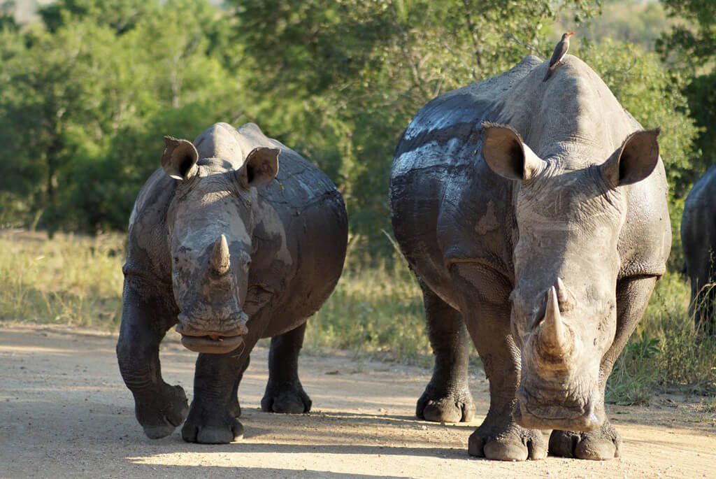 kruger-nationalpark-sydafrika-næsehorn