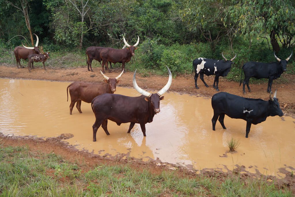 Kvæg, Ankole, Uganda