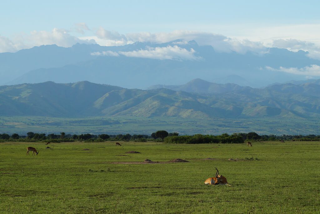 Rwenzori bjerge, Uganda