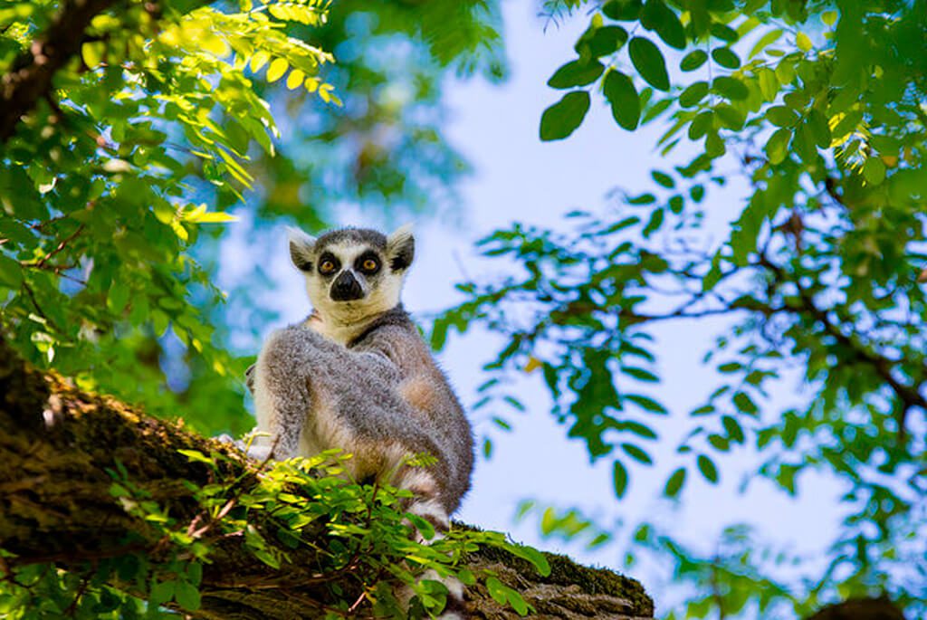 Lemur på Madagaskar
