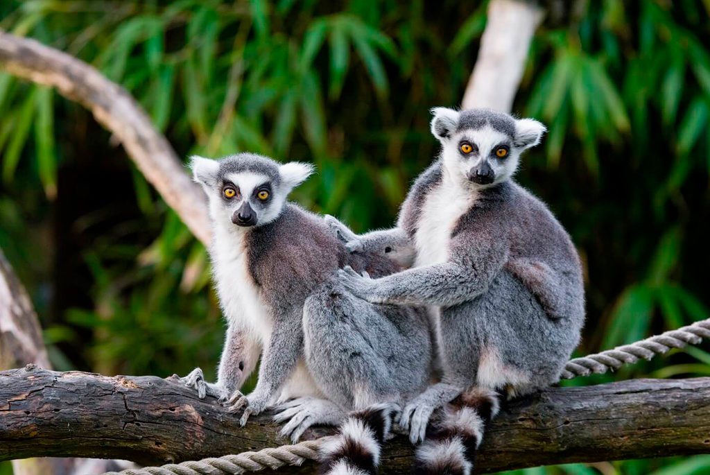 lemur-madagaskar.jpg(2)