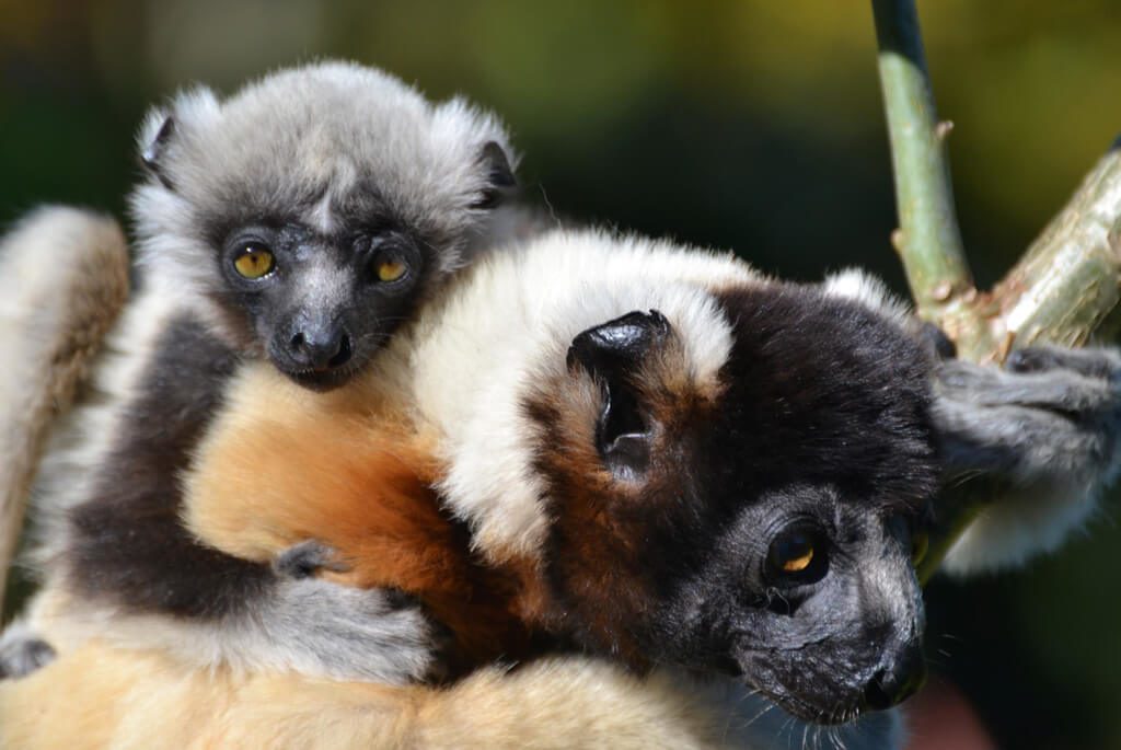 lemurer-unge-mor-madagaskar