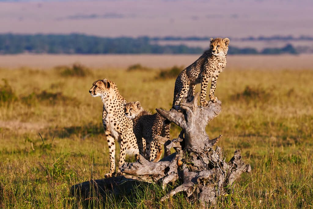 gepard i Afrika, safari