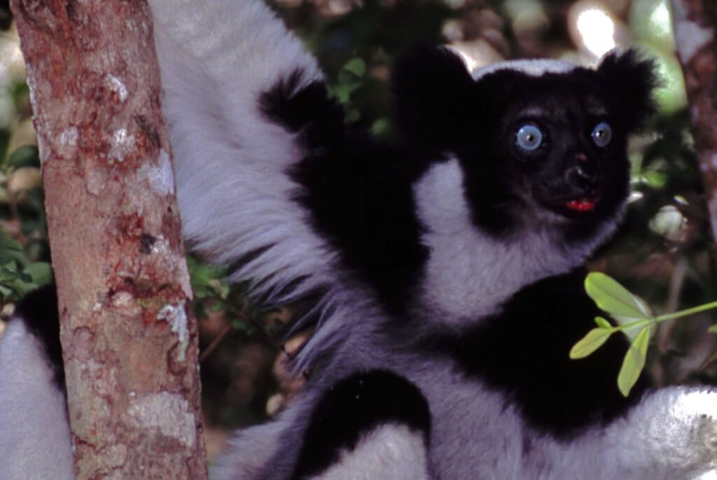 madagaskar-indri-lemur-flickr-1024x685