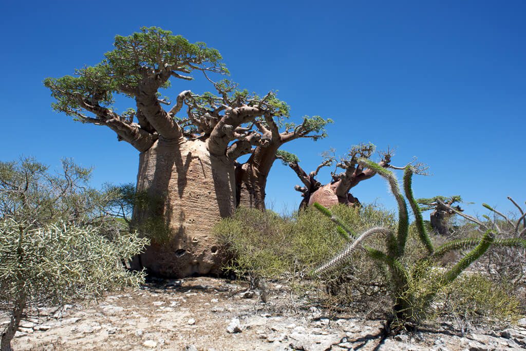 madagaskar-spiny-forest-baobab