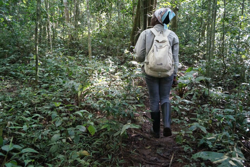Guide, Chimpansetrek, Uganda, Kalinzu forest